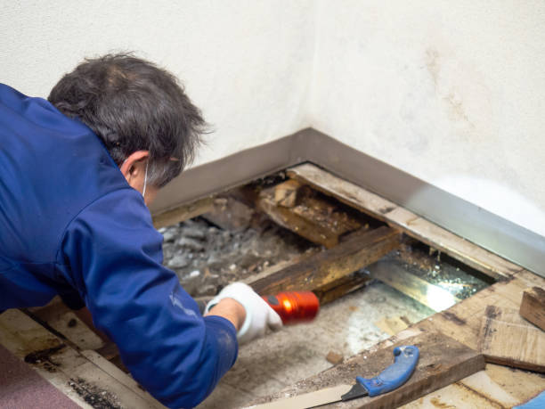 Best Crawl Space Mold Removal  in Portageville, MO
