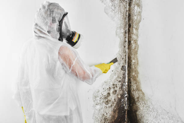 Best Commercial Mold Removal  in Portageville, MO