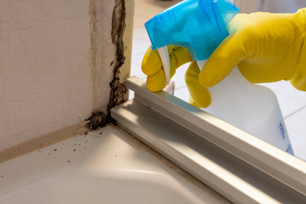 Best Mold Inspection  in Portageville, MO