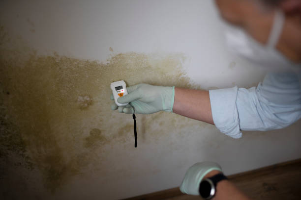 Best Residential Mold Removal  in Portageville, MO