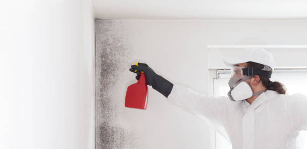 Best Home Mold Removal  in Portageville, MO