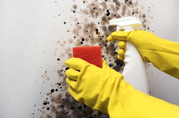Best Attic Mold Removal  in Portageville, MO