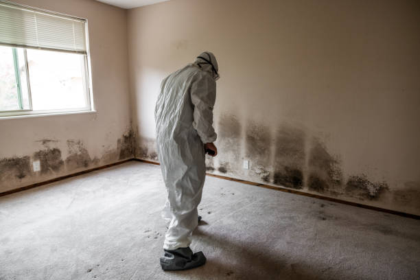 Best Fast Mold Removal  in Portageville, MO