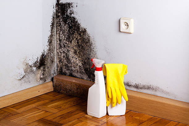 Best Certified Mold Removal  in Portageville, MO